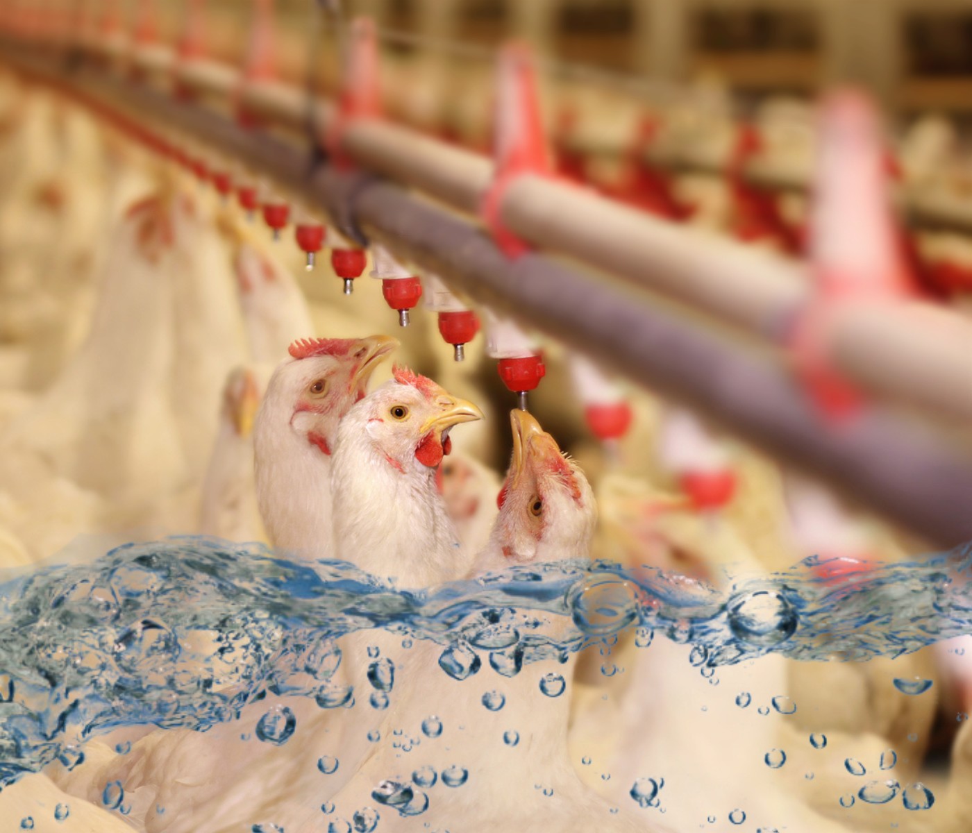 Engode Calidad del Agua en Pollos de Engorde: Claves para su Mejora y Control ...