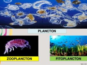 Definición de Plancton, Fitoplancton y Zooplancton: Descubriendo los