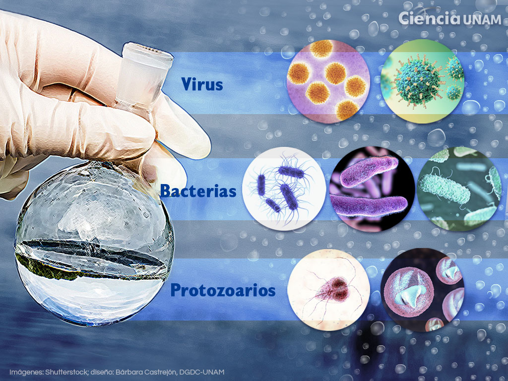Enfermedades Infecciosas y Microbiología Clínica: Un estudio detallado