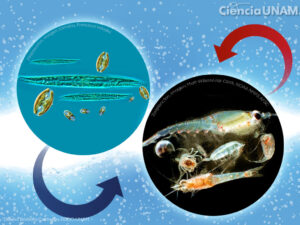 Plancton, Fitoplancton y Zooplancton: El Fascinante Mundo Submarino
