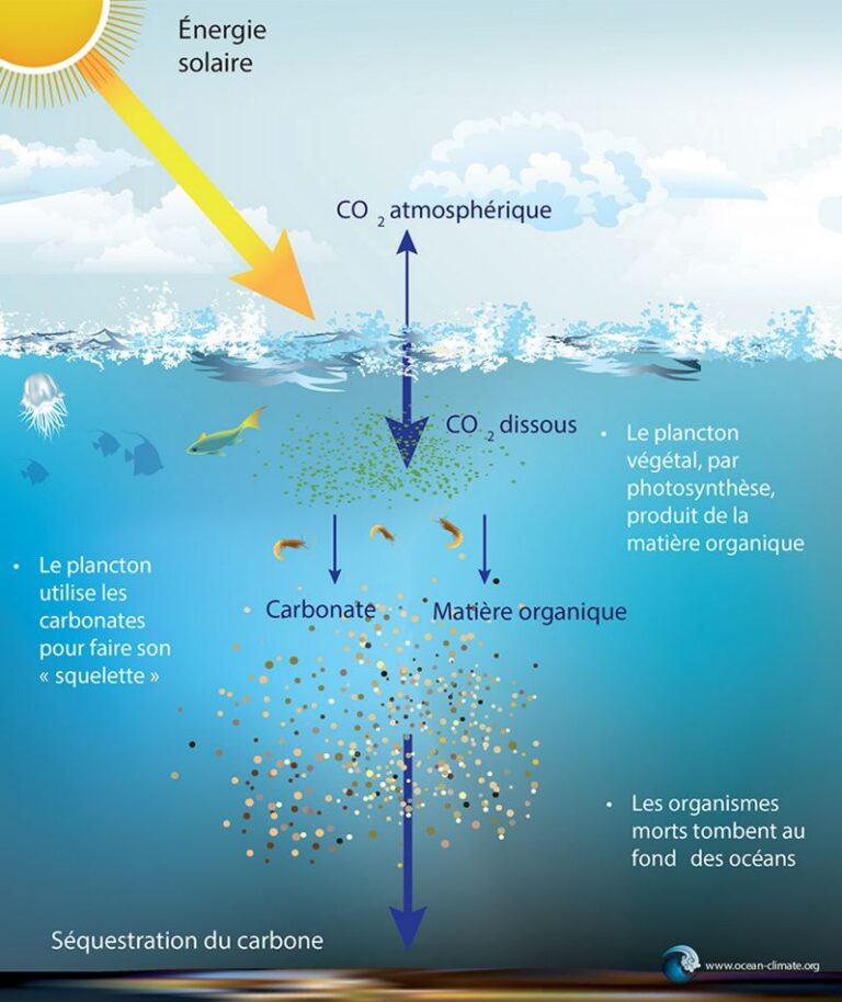 Plancton y Fotosíntesis: El Proceso Vital Bajo el Mar que Impacta Nuestro  Medio Ambiente | Instituto del Agua